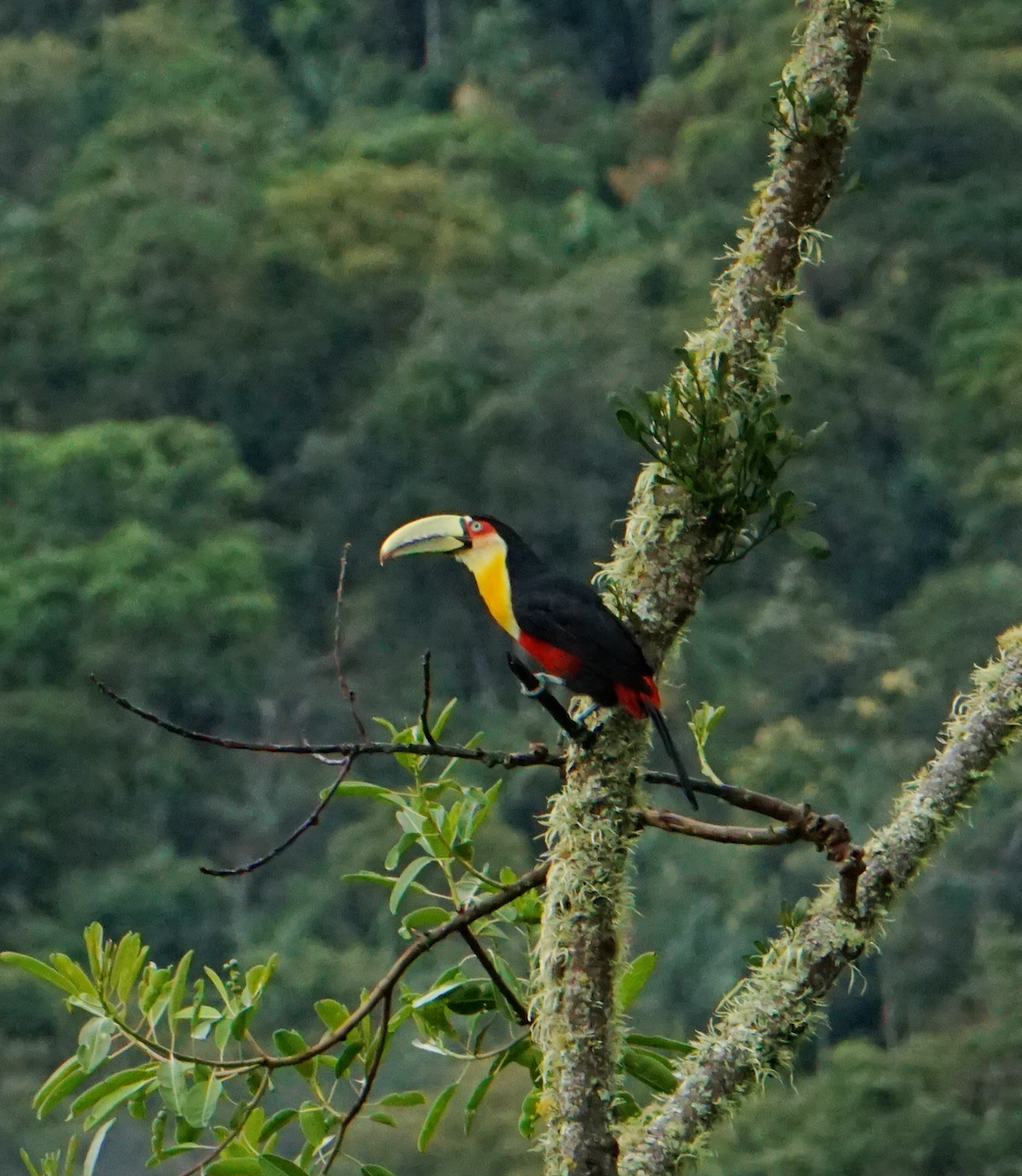 Тукан строкатий - ML647886978