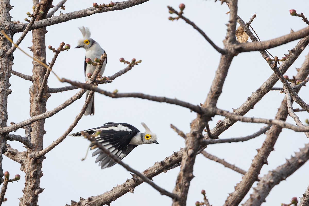 Багадаїс білочубий - ML647886980