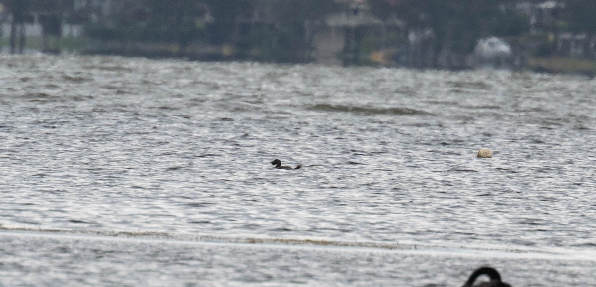 Савка сіра - ML647886981