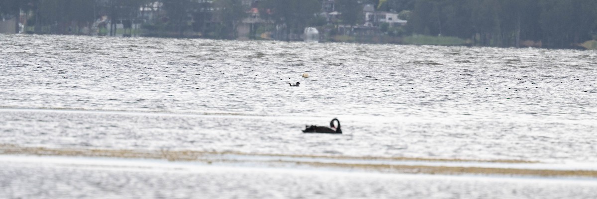 Савка сіра - ML647886982