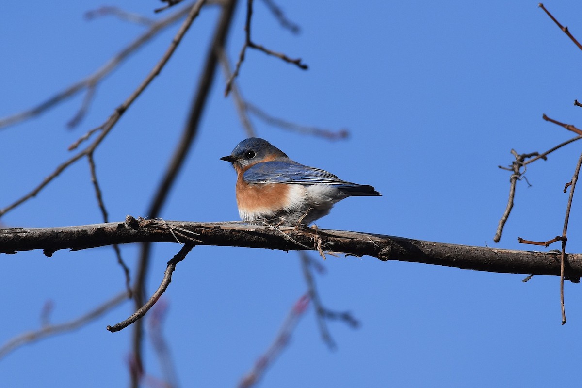 Блакитник східний - ML647886983