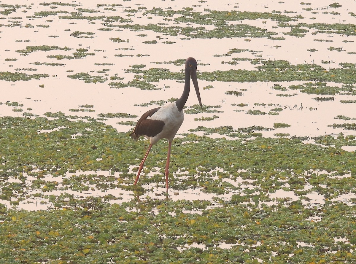 Ябіру азійський - ML647886984