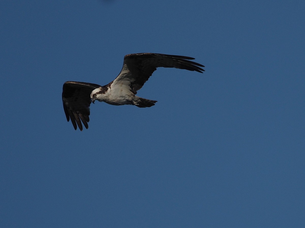 Скопа західна - ML647886985