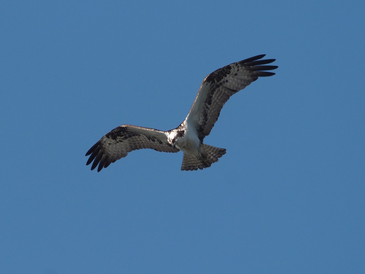 Скопа західна - ML647886987