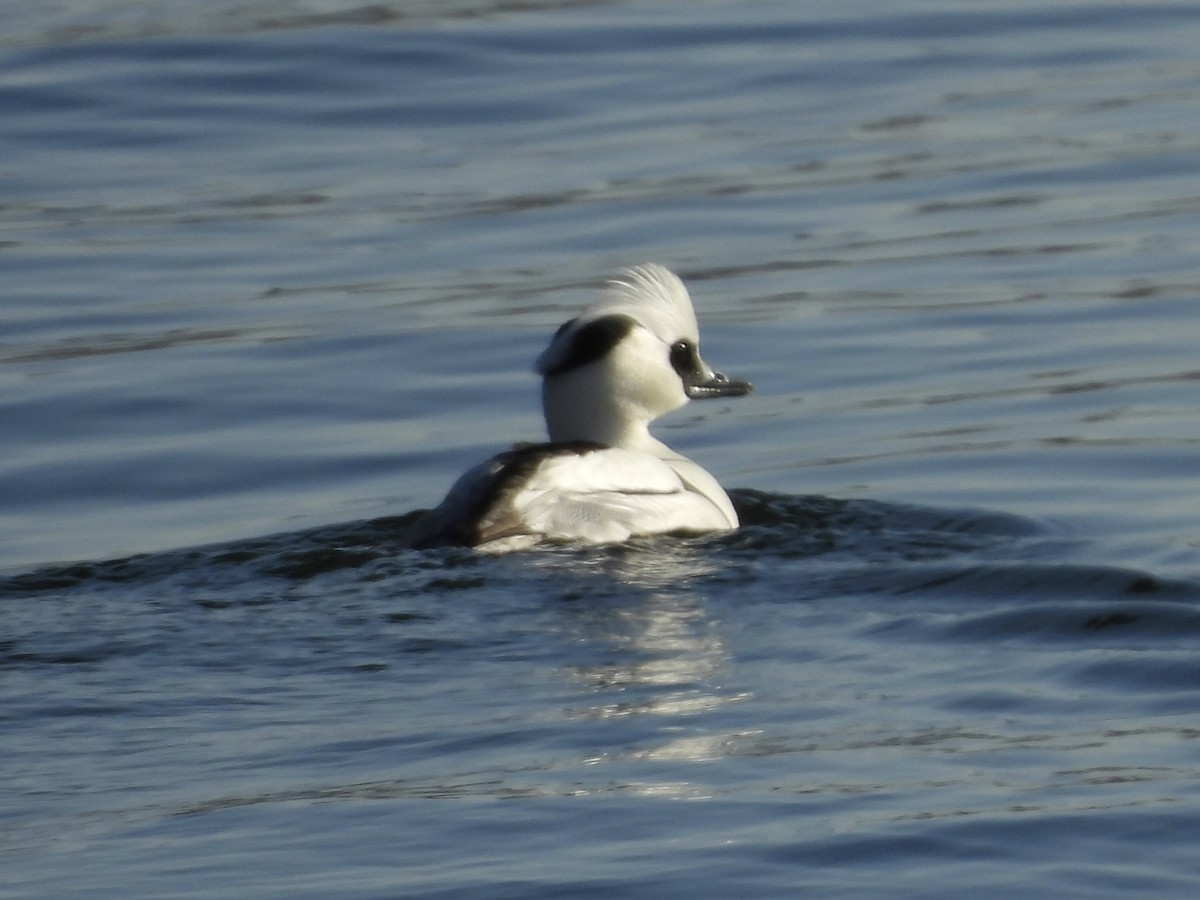 Крех малий - ML647886989