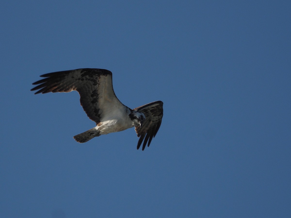 Скопа західна - ML647886990