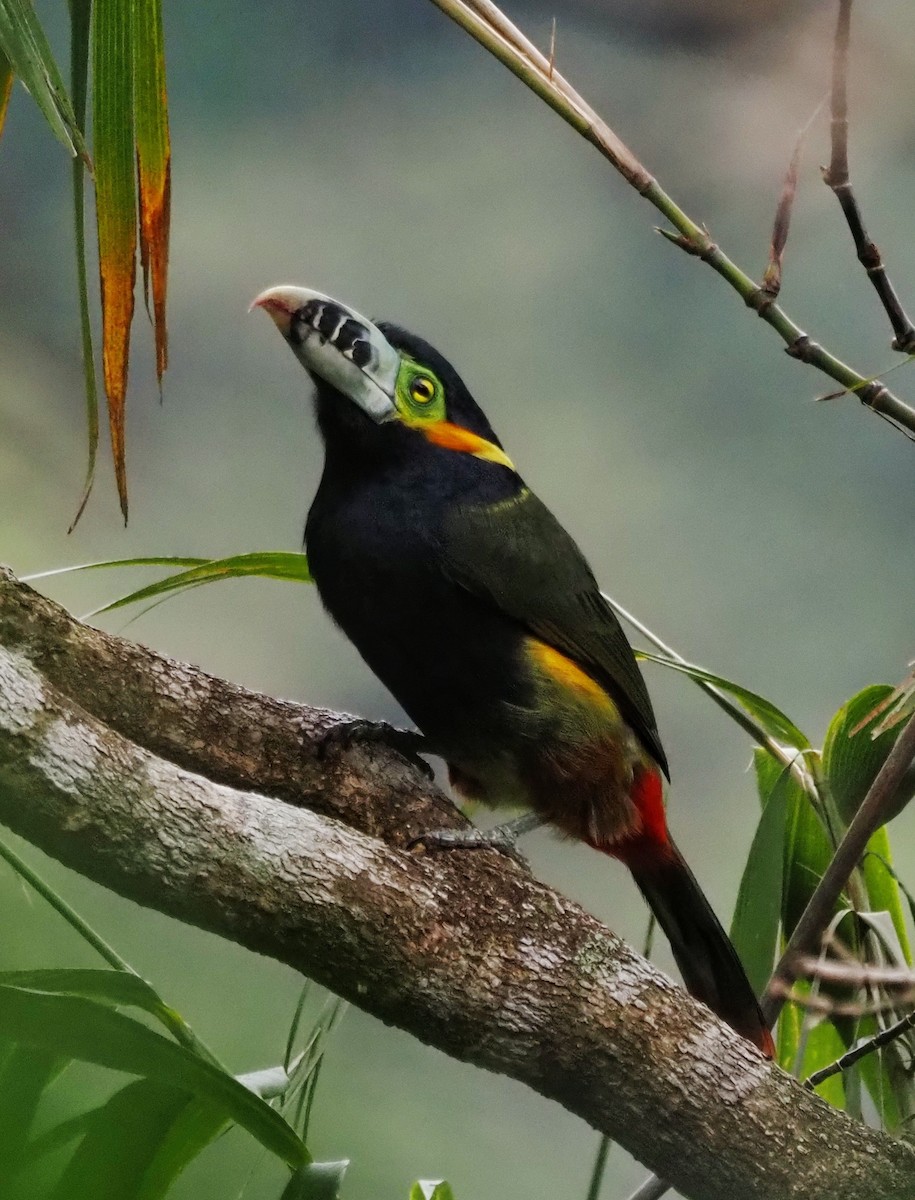 Тукан смугастодзьобий - ML647886991