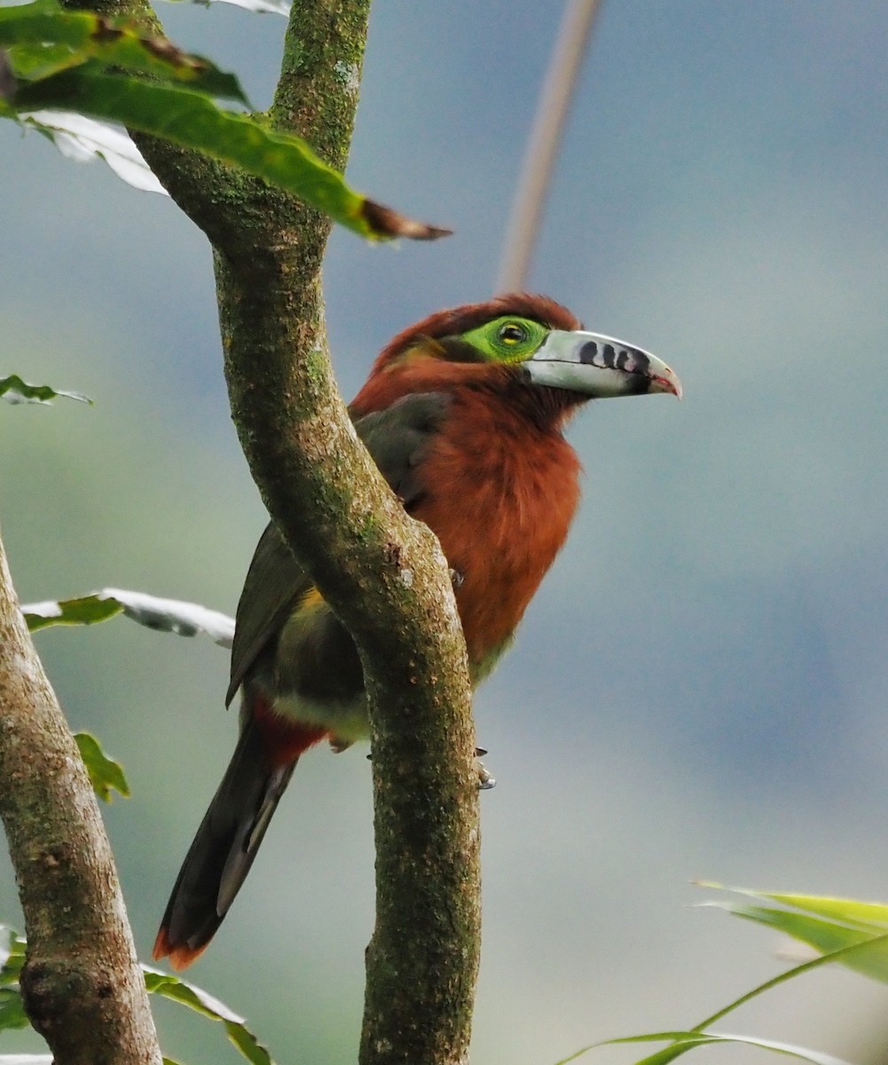 Тукан смугастодзьобий - ML647886992