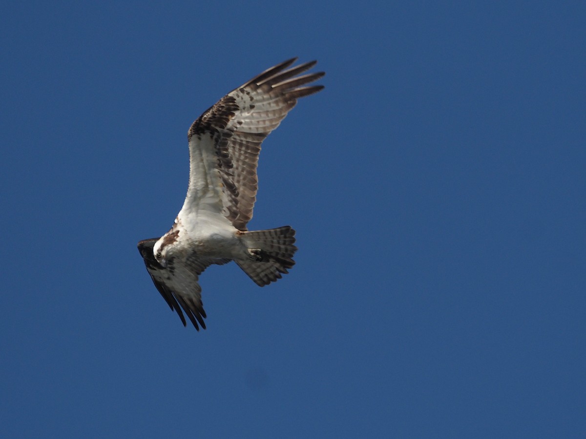 Скопа західна - ML647886993