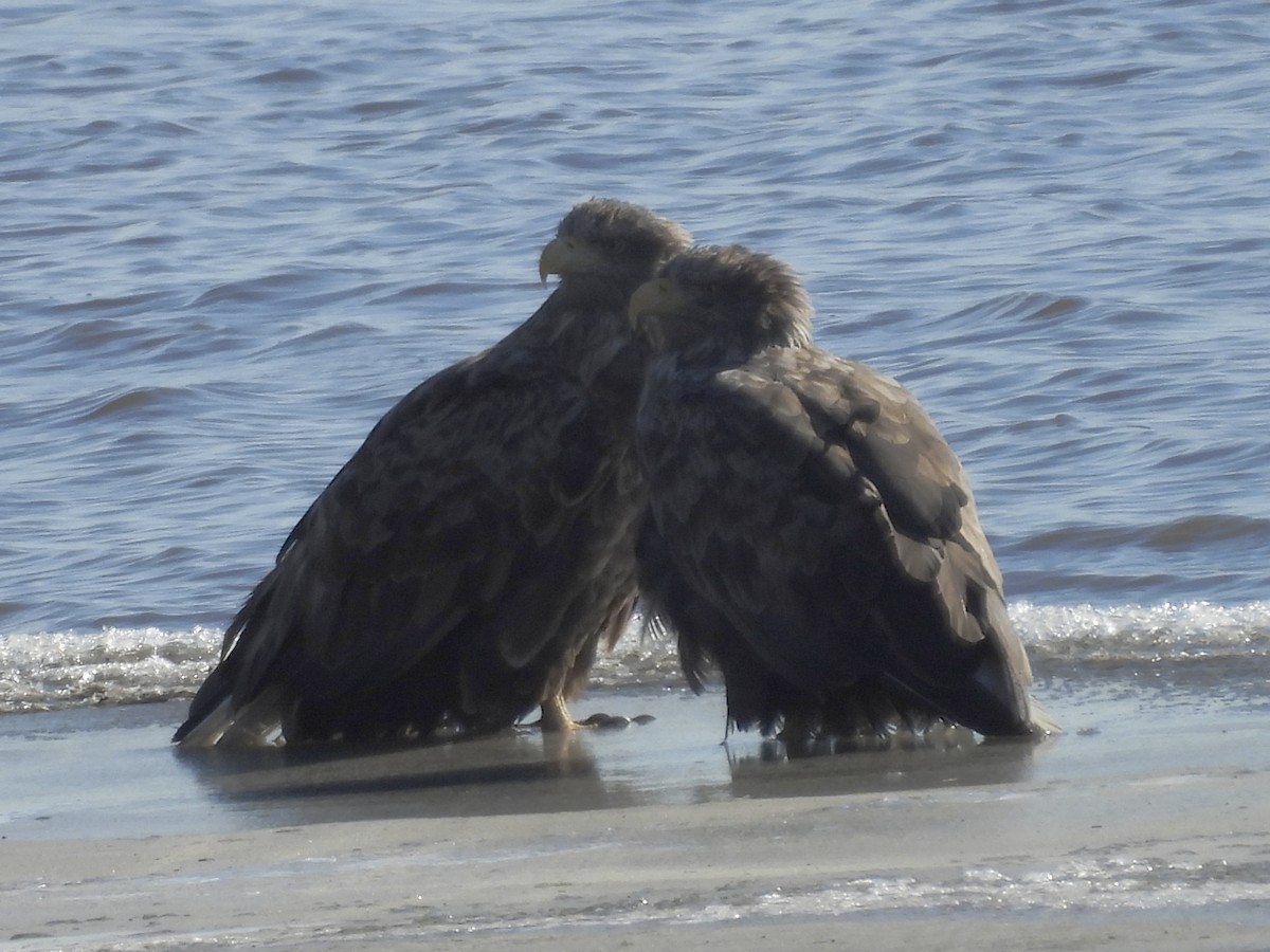 Орлан-білохвіст - ML647886996