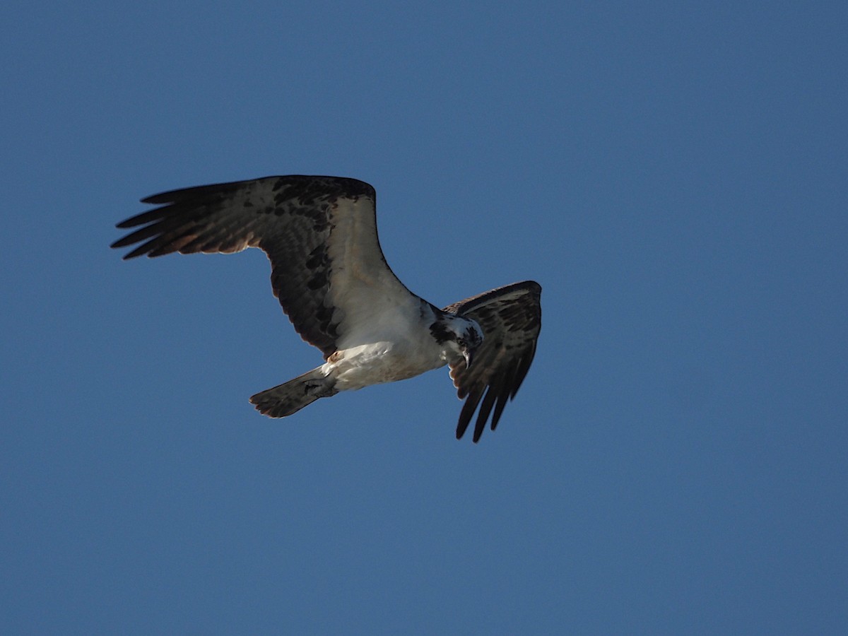 Скопа західна - ML647886998