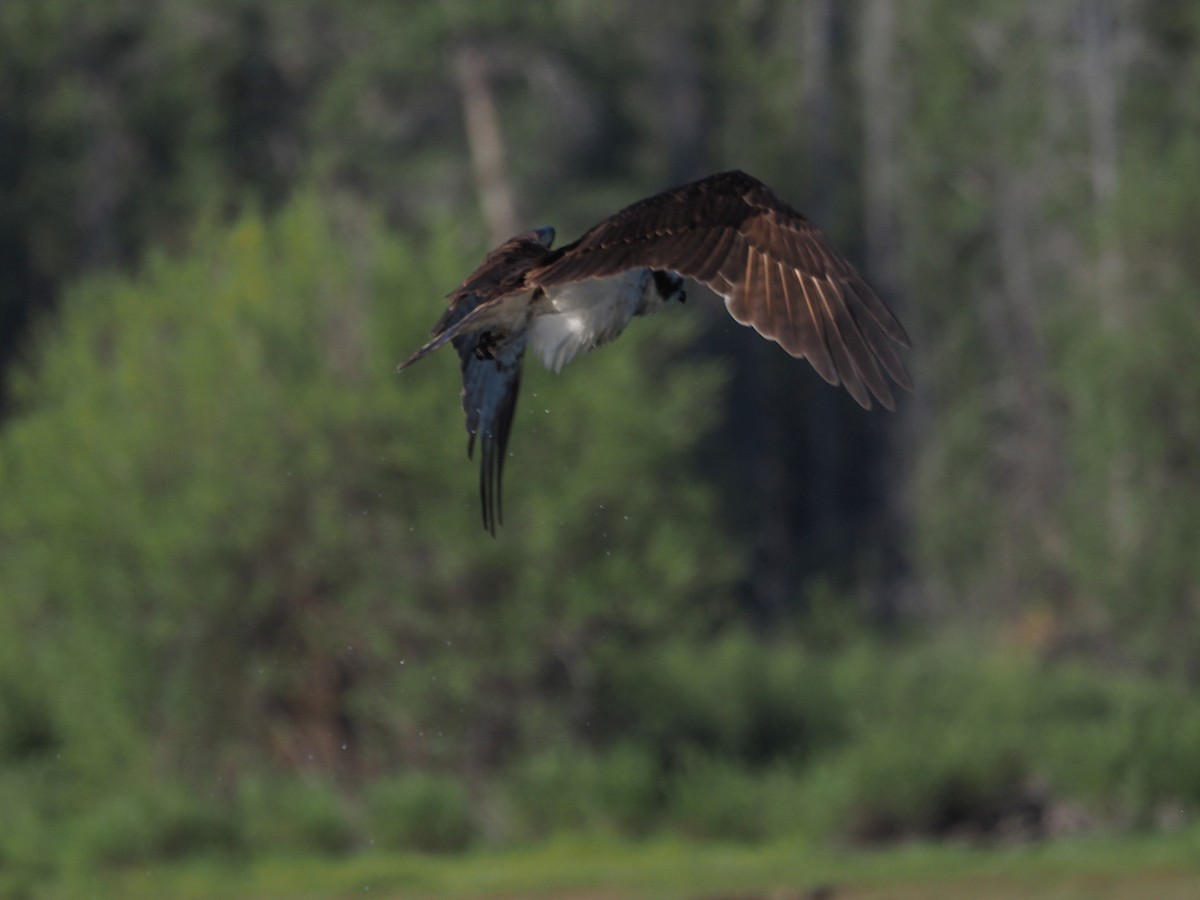 Скопа західна - ML647886999