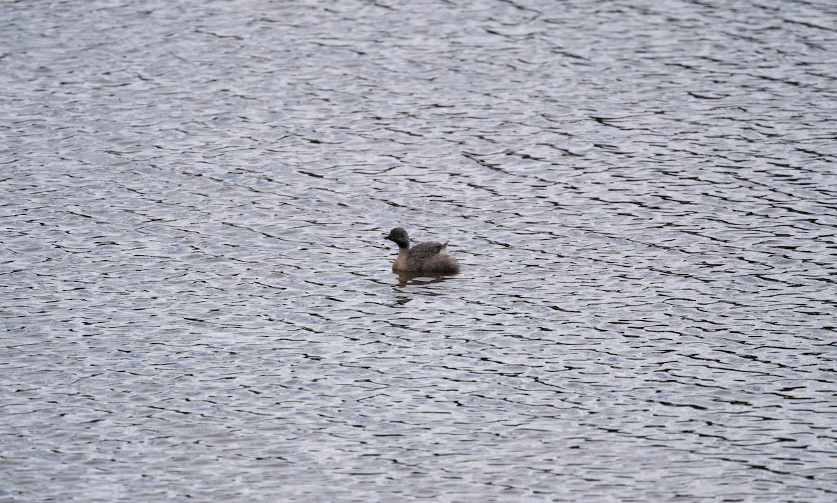 Txilinporta burugrisa - ML647887037