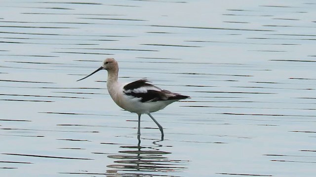 American Avocet - ML647887092