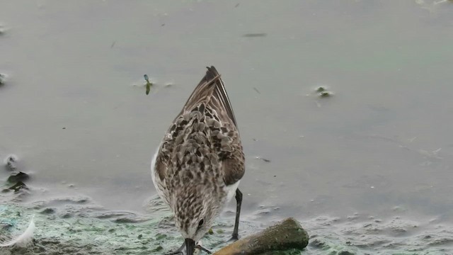 Semipalmated Sandpiper - ML647887099