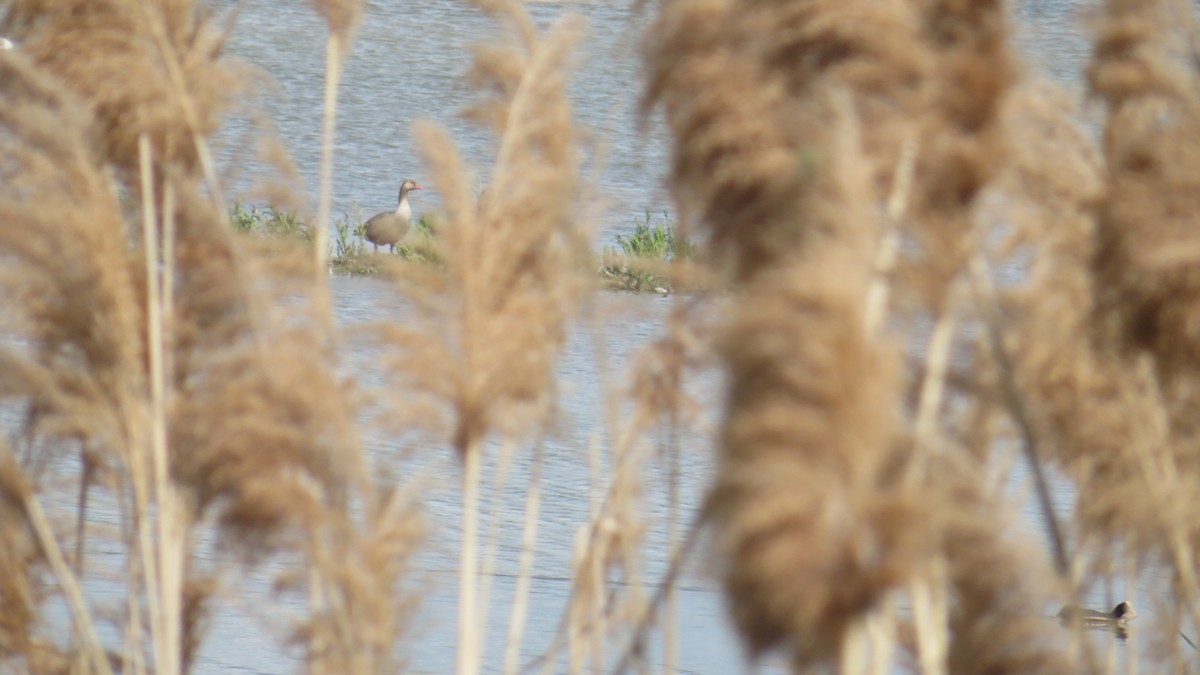 Graylag Goose - ML647887118