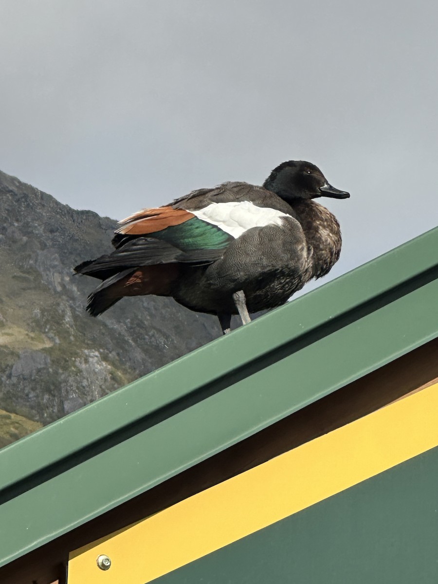 husice rajská - ML647887121