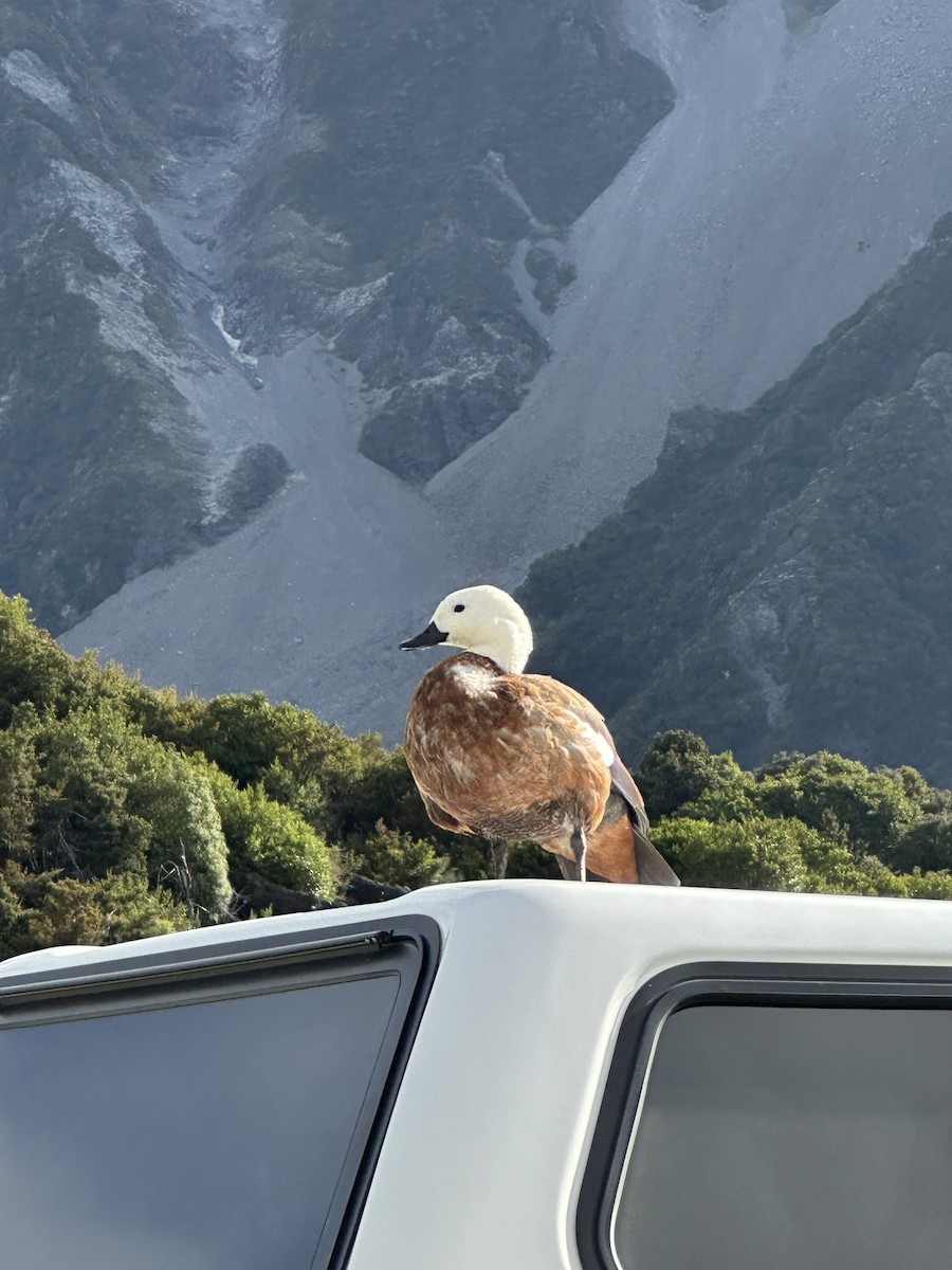 husice rajská - ML647887122