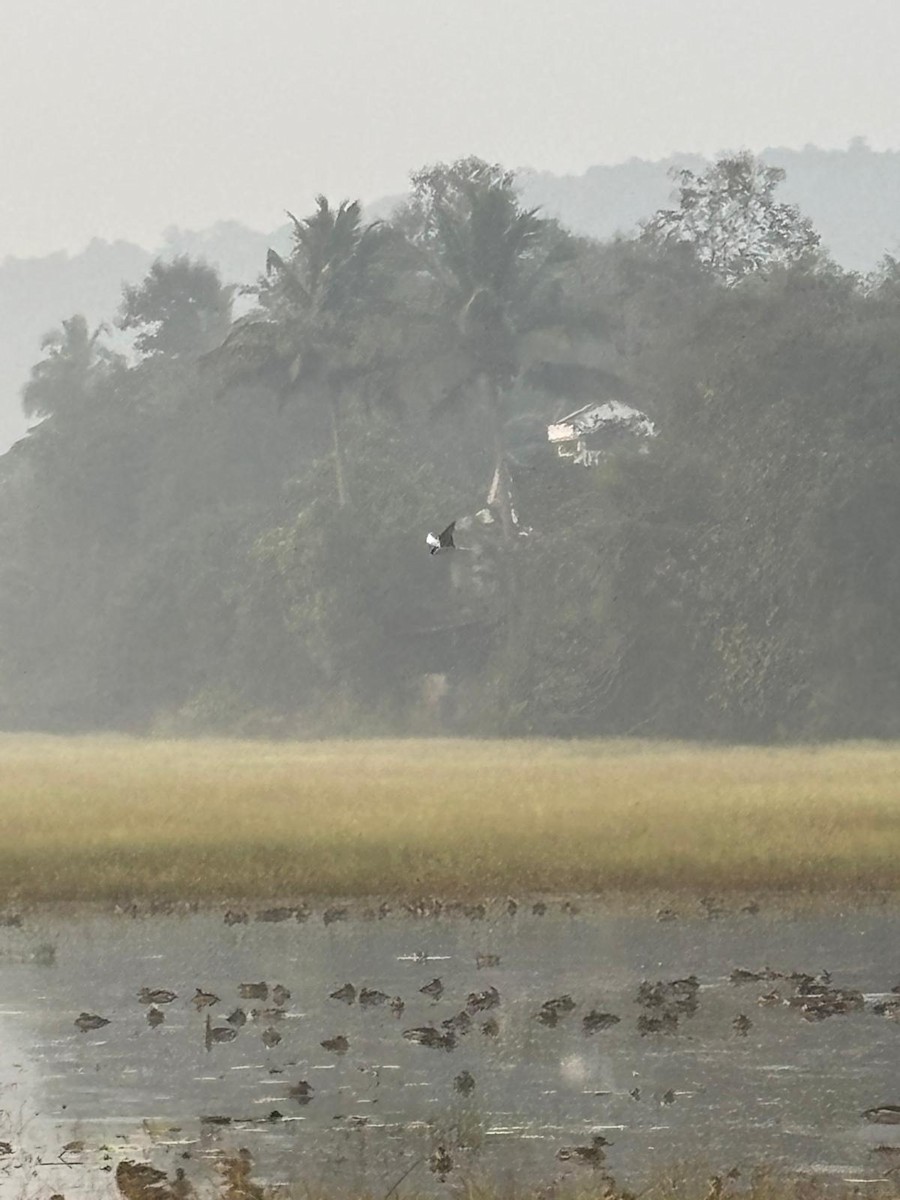 River Tern - ML647887169