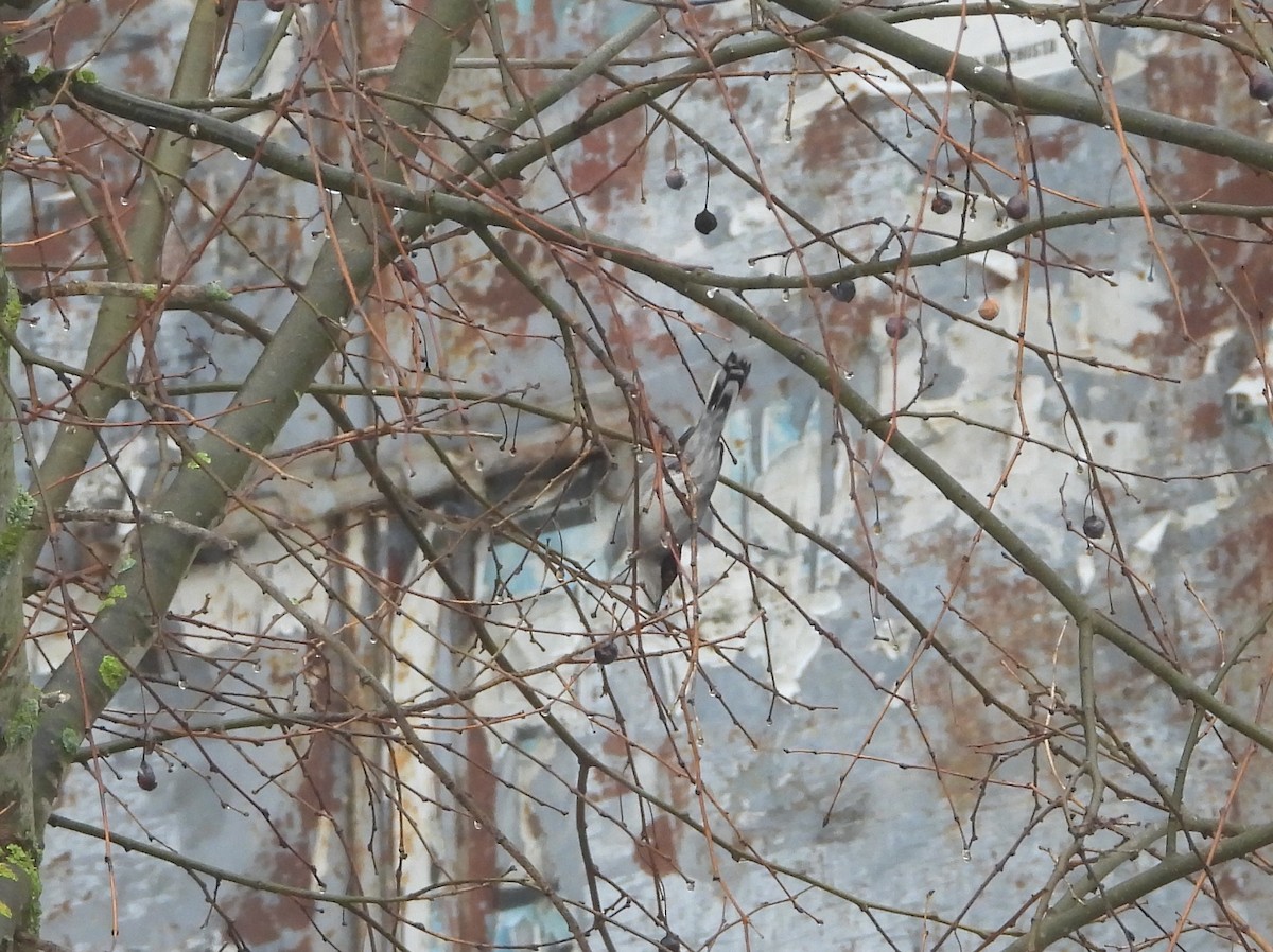 Sardinian Warbler - ML647887181