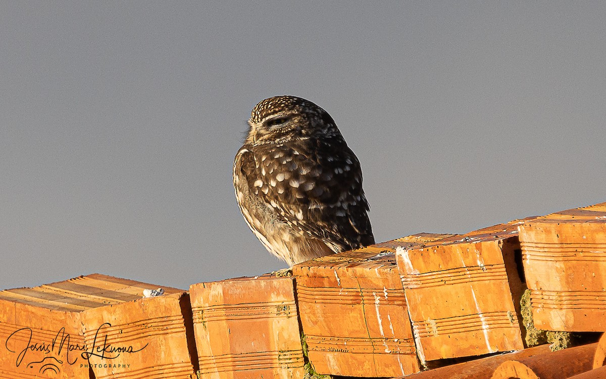 Steinkauz - ML647887186