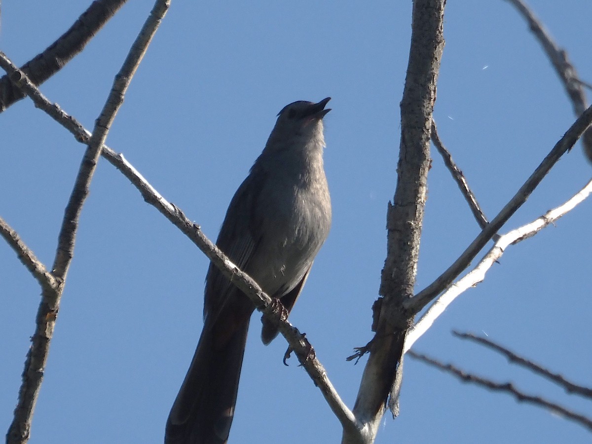 Moqueur chat - ML647887227