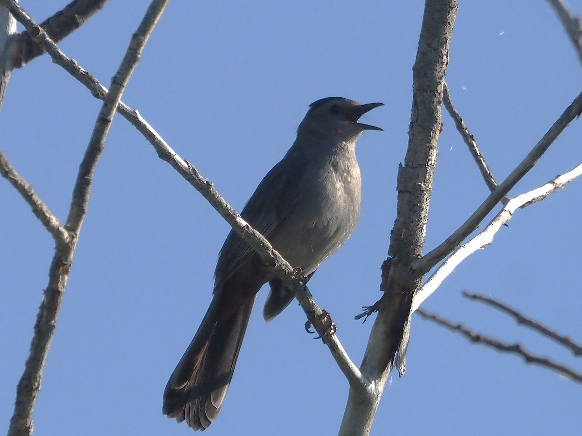 Moqueur chat - ML647887234