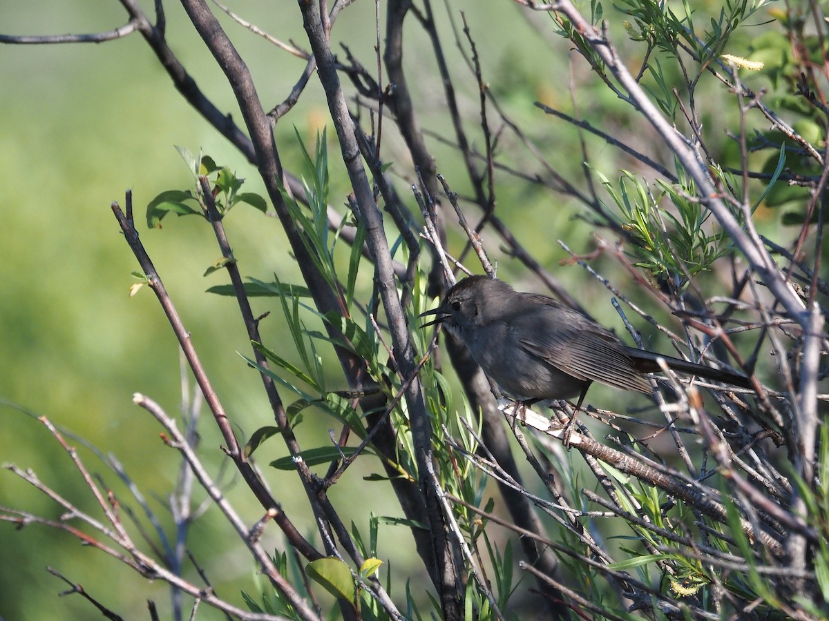 Moqueur chat - ML647887239