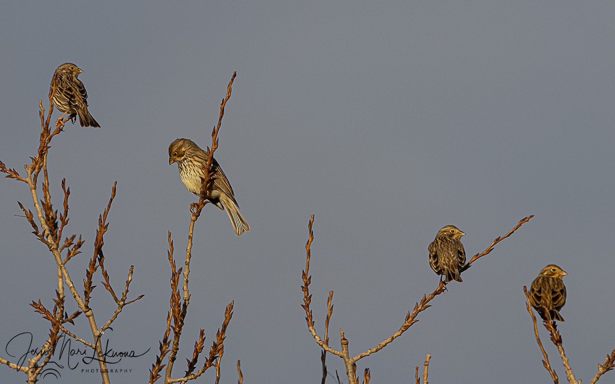 Bruant proyer - ML647887271