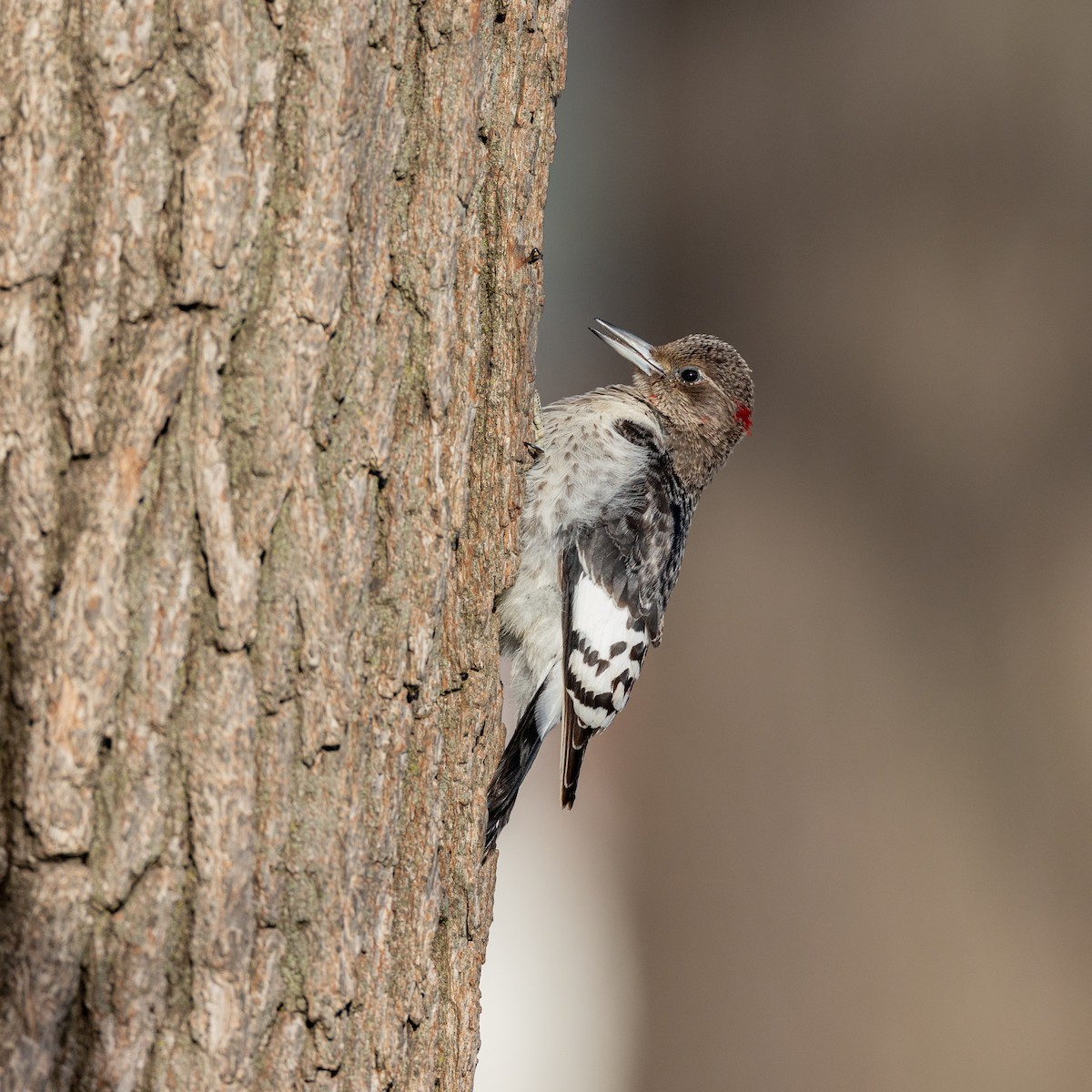 Pic à tête rouge - ML647887273