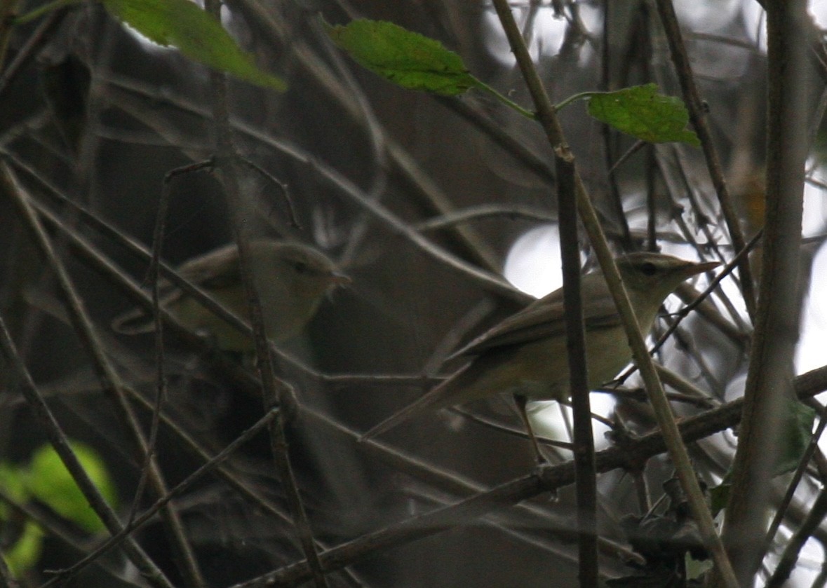 Rousserolle des buissons - ML647887274