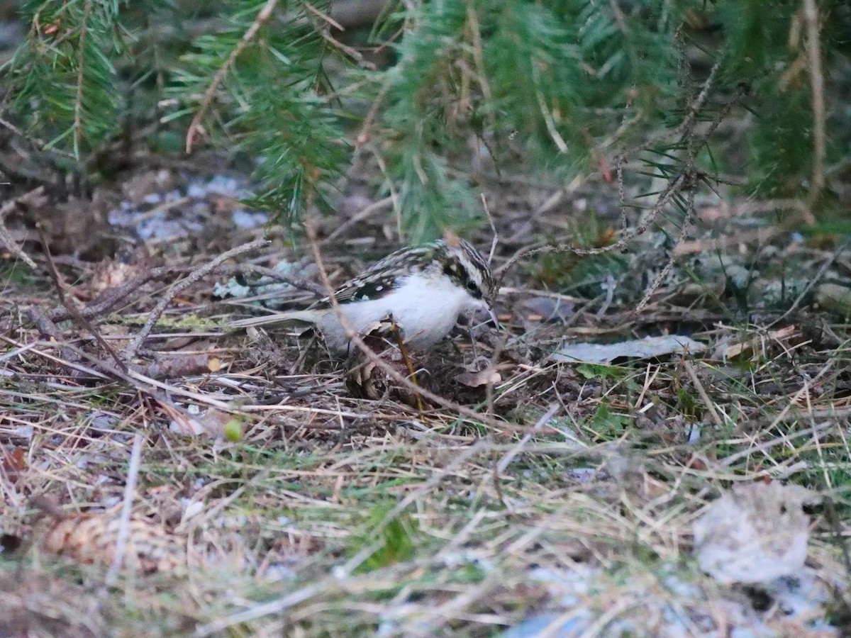 Grimpereau des bois - ML647887275