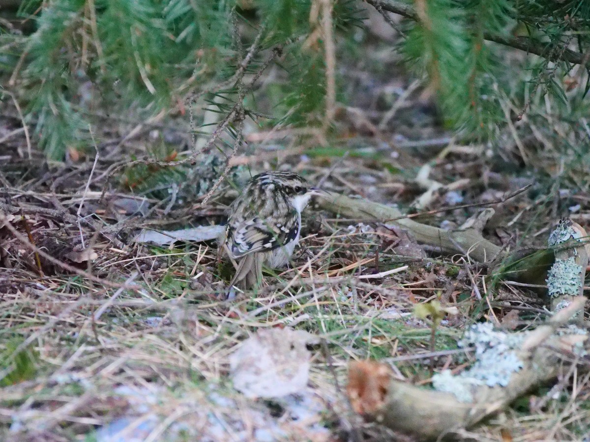 Grimpereau des bois - ML647887276