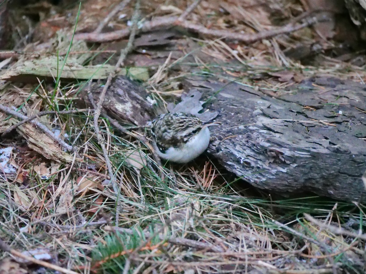 Grimpereau des bois - ML647887277