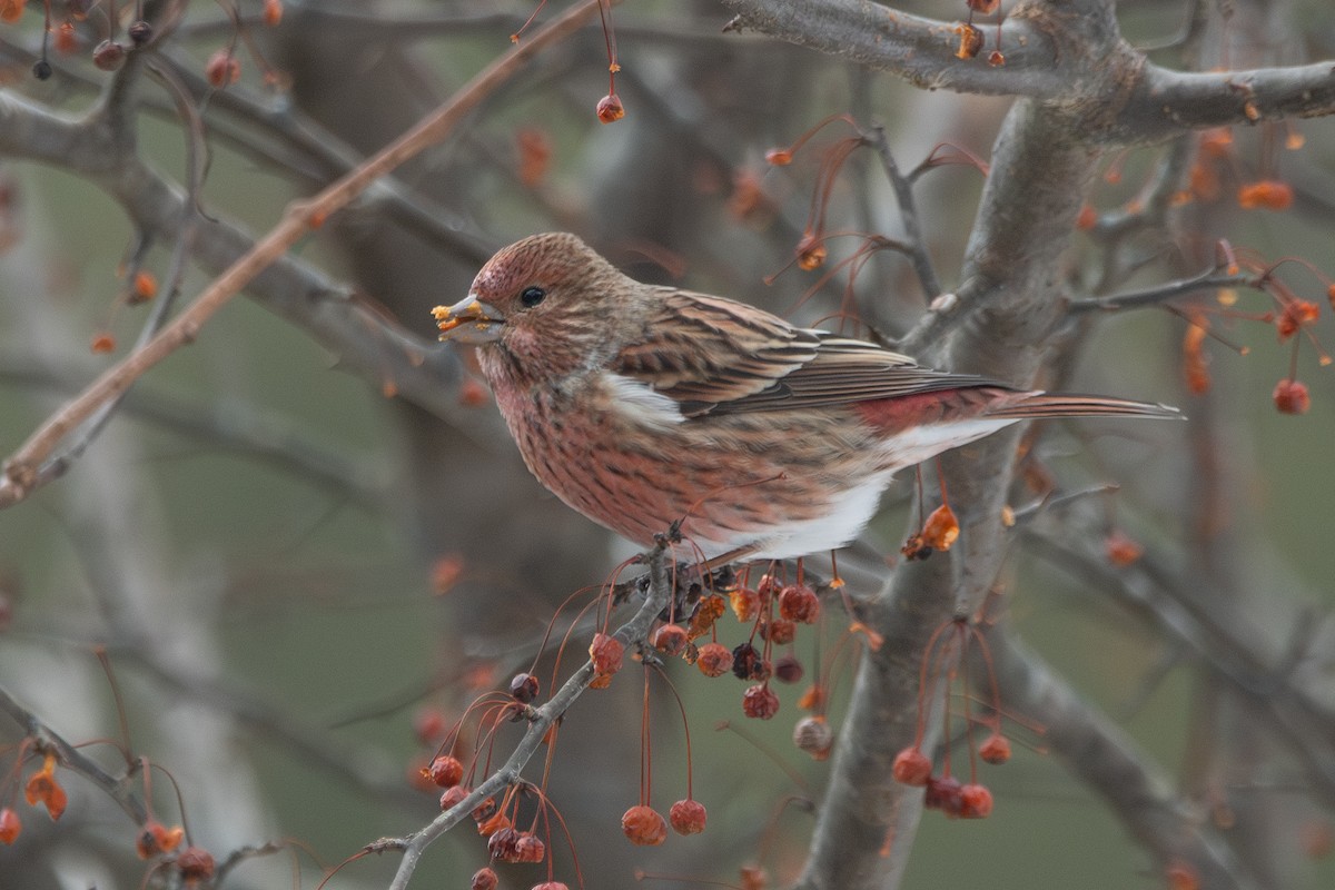 Roselin rose - ML647887278