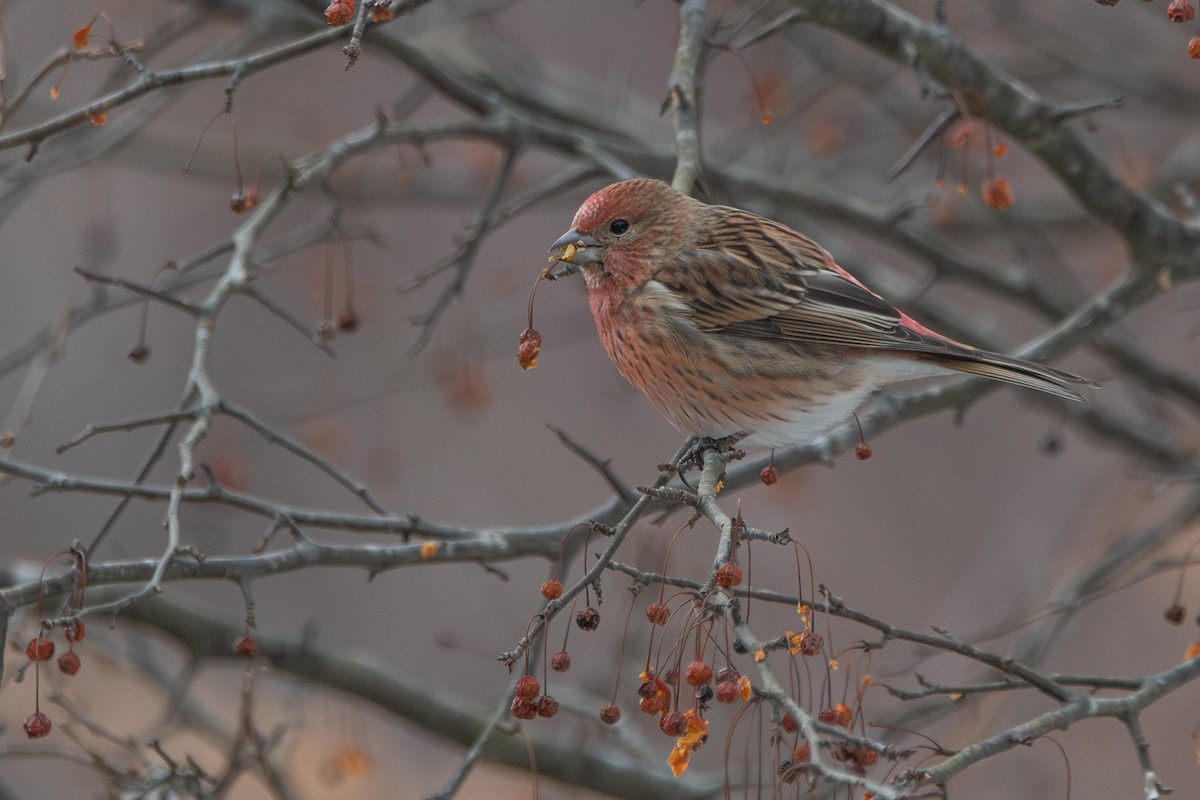 Roselin rose - ML647887279