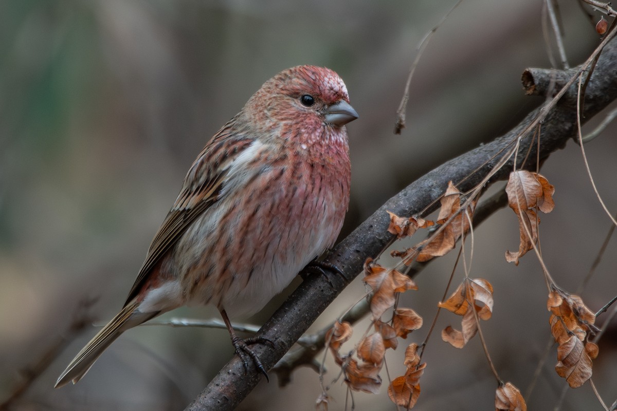 Roselin rose - ML647887280