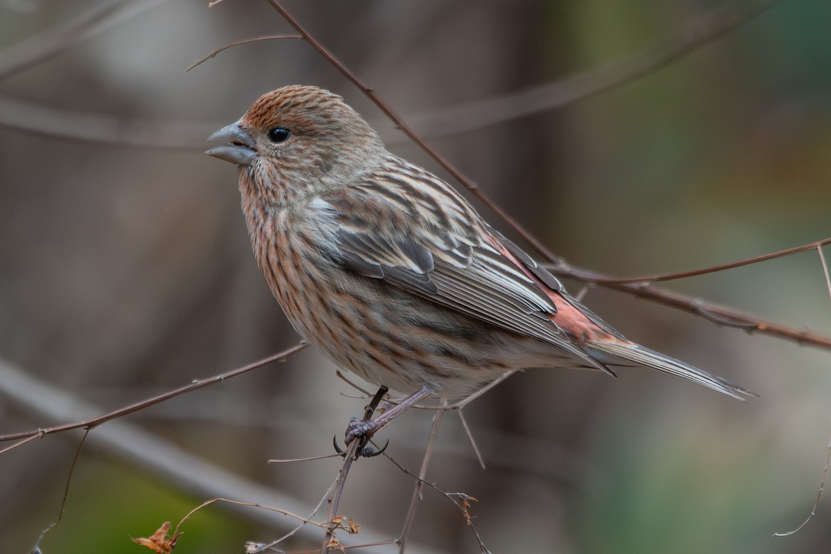 Roselin rose - ML647887281