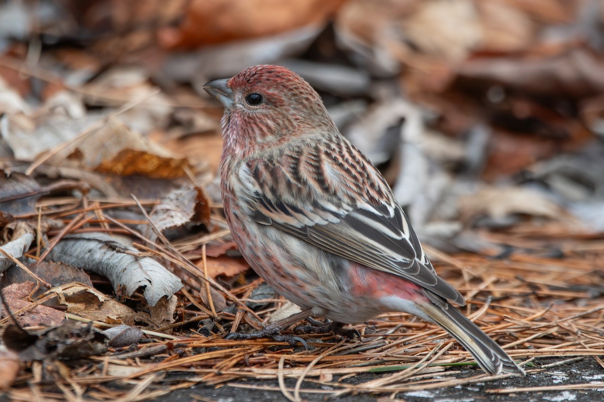 Roselin rose - ML647887282