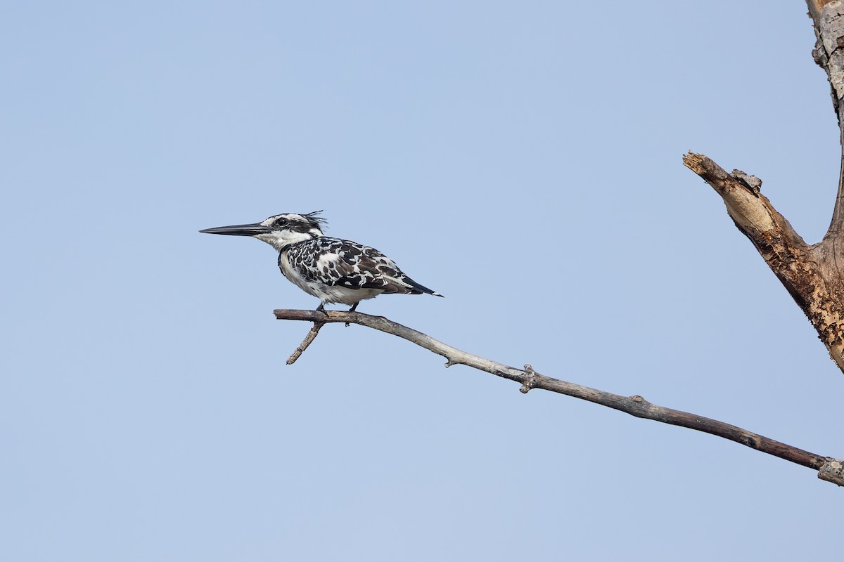 Martin-pêcheur pie - ML647887283