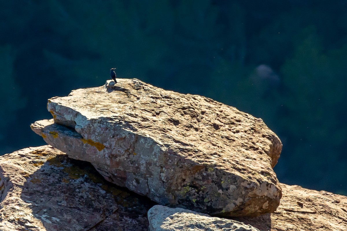 Monticole bleu - ML647887284