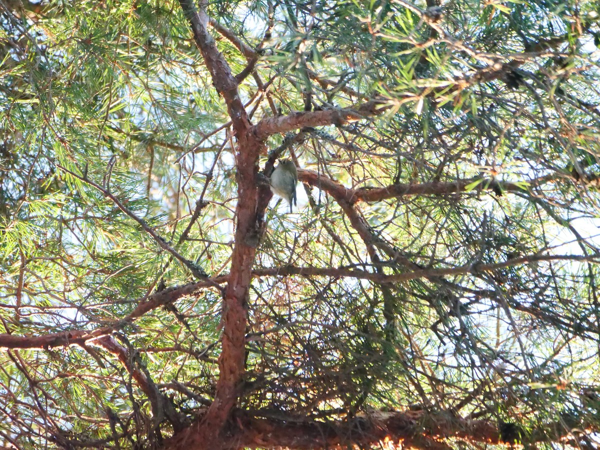 Roitelet huppé - ML647887285