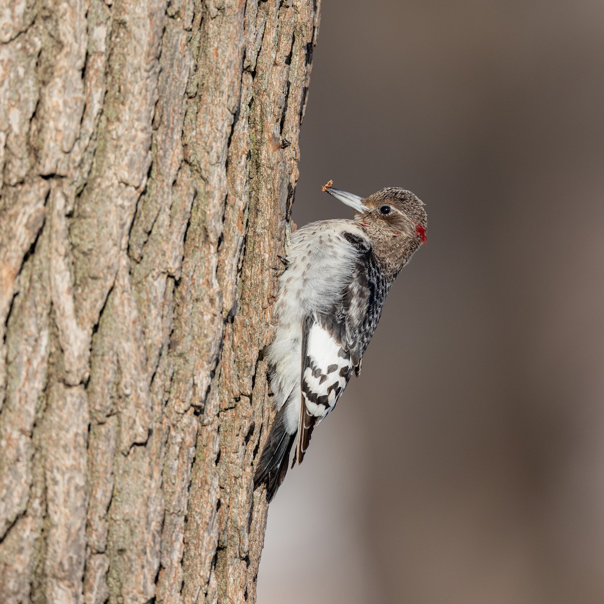 Pic à tête rouge - ML647887286