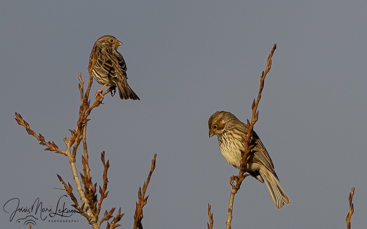 Bruant proyer - ML647887287