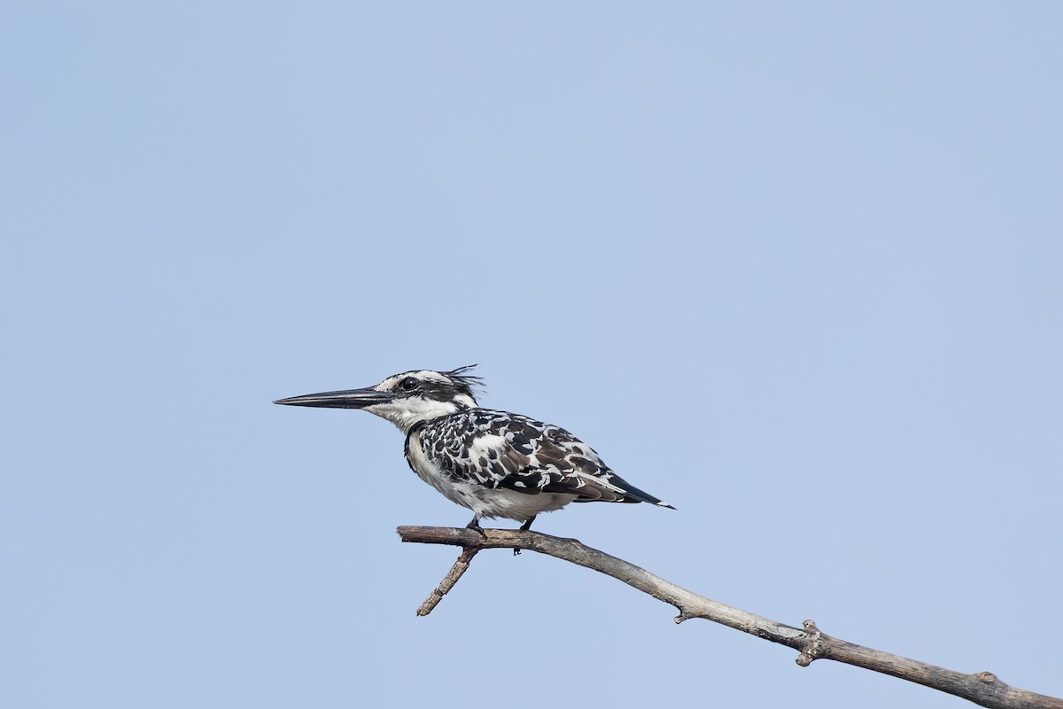 Martin-pêcheur pie - ML647887288