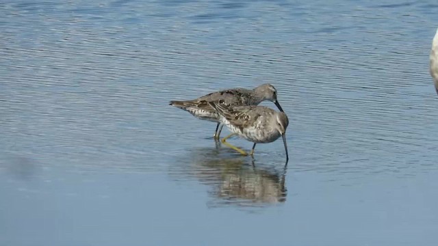 Bécasseau à échasses - ML647887289