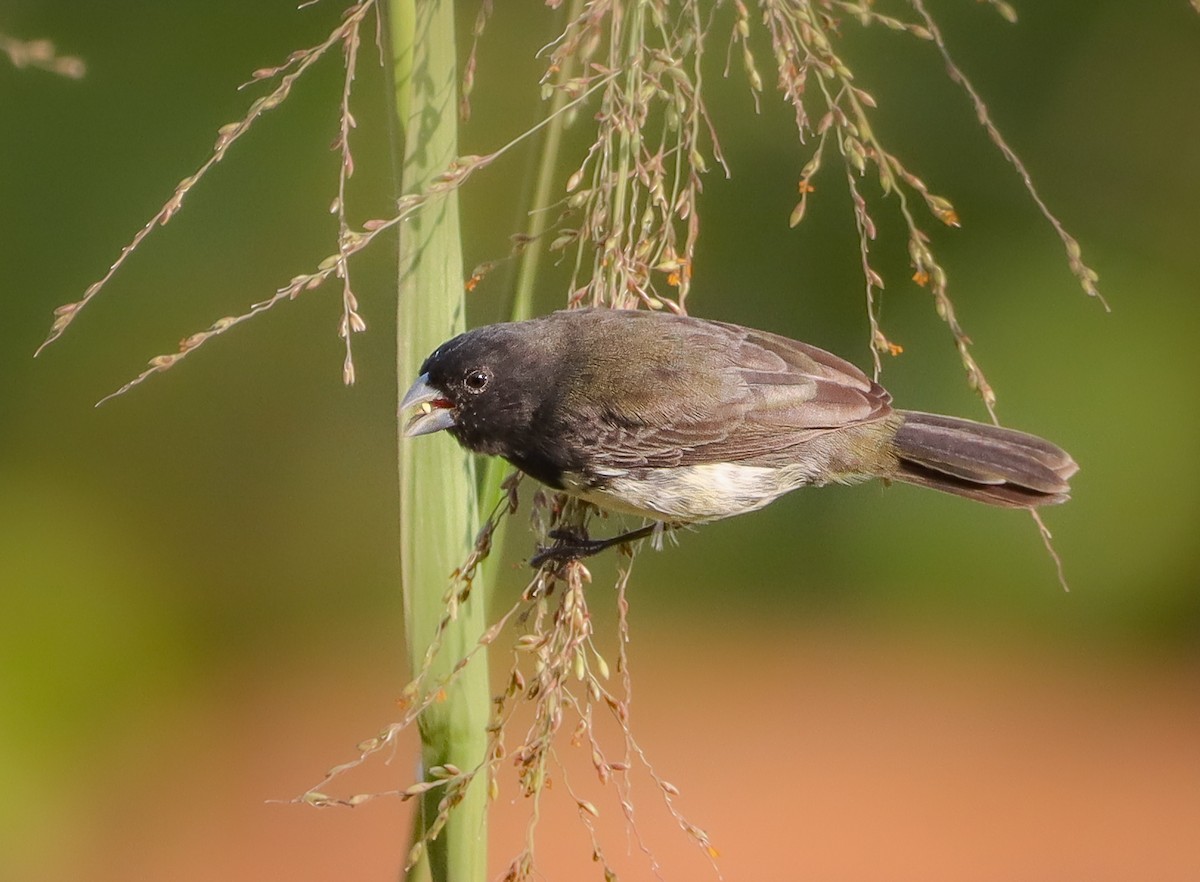 Sporophile à ventre jaune - ML647887291