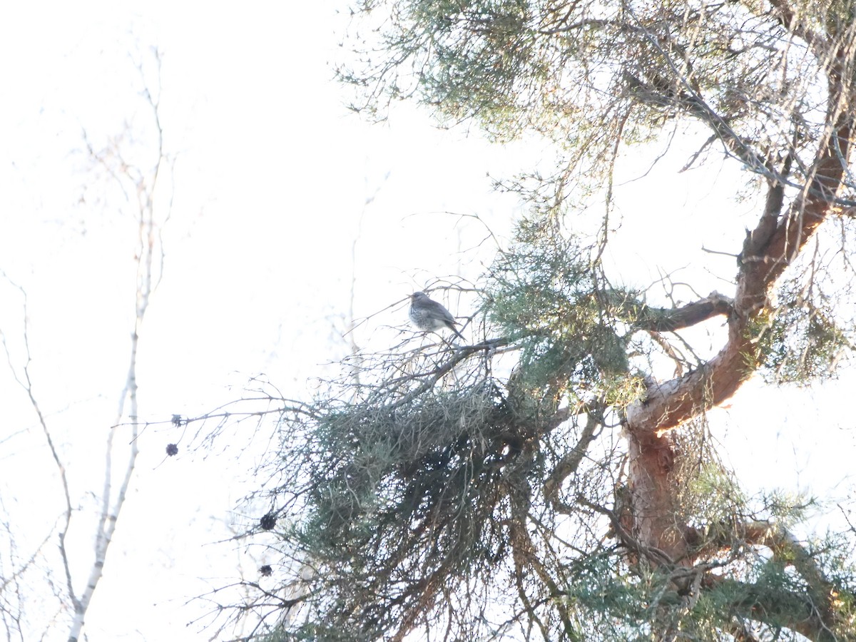 Grive litorne - ML647887292