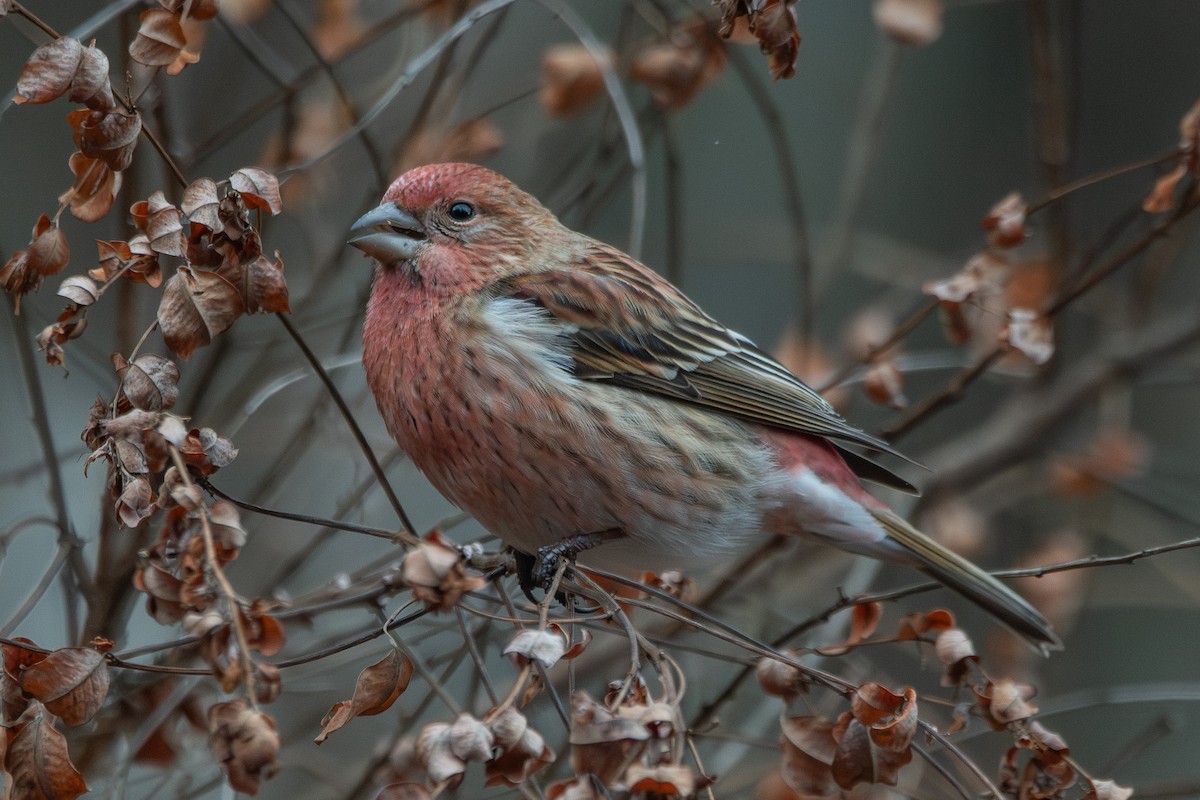 Roselin rose - ML647887293