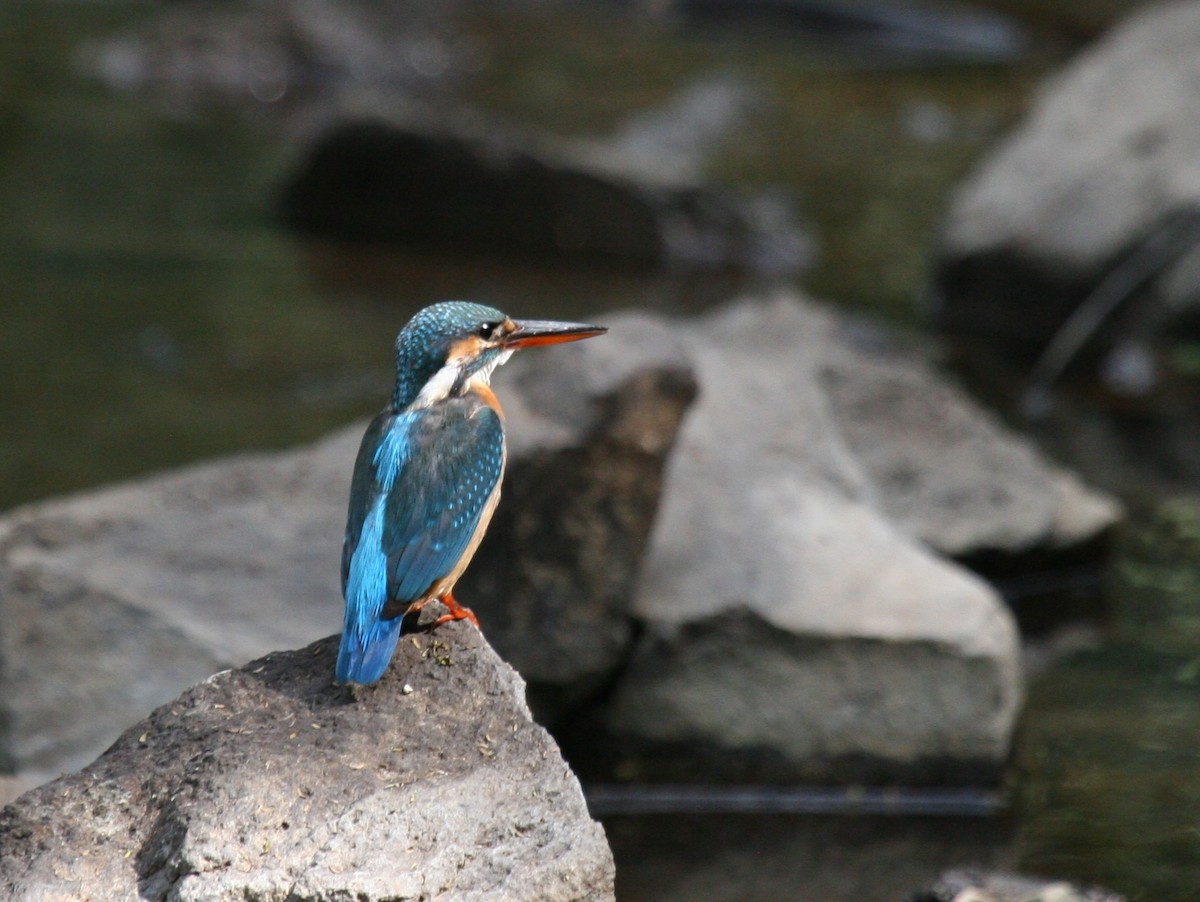 Martin-pêcheur d'Europe - ML647887294
